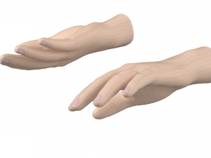 Male Hand Base Mesh 01 3D Model