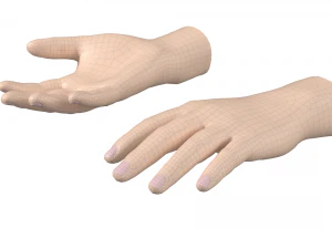 Male Hand Base Mesh 01 3D Model