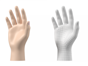 Male Hand Base Mesh 01 3D Model