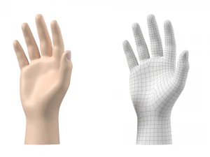 Male Hand Base Mesh 01 3D Model