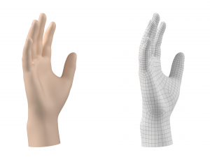 Male Hand Base Mesh 01 3D Model