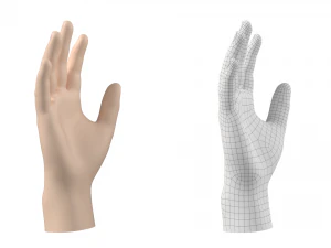 Male Hand Base Mesh 01 3D Model