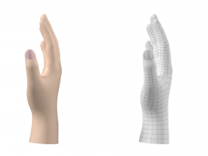 Male Hand Base Mesh 02 Modello 3D