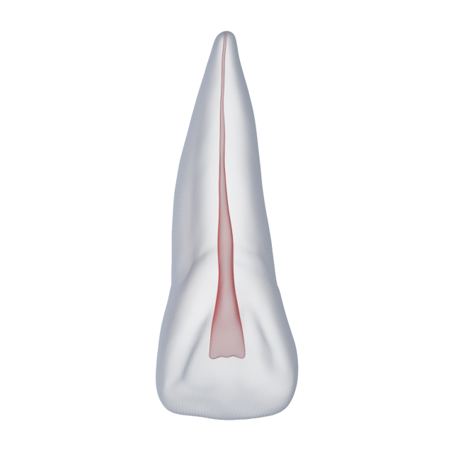 Human Upper Left Central Incisor Tooth With Pulp Cavity 3D Модель .c4d .max .obj .3ds .fbx .stl .blend 