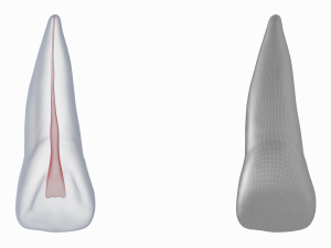 Human Upper Left Central Incisor Tooth With Pulp Cavity 3D Модель