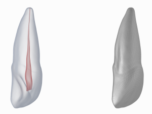 Human Upper Left Central Incisor Tooth With Pulp Cavity 3D Модель