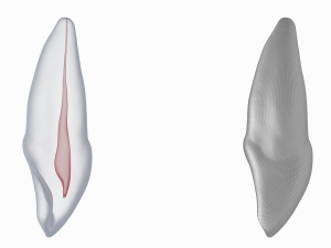 Human Upper Left Central Incisor Tooth With Pulp Cavity 3D Модель