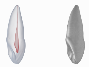 Human Upper Left Central Incisor Tooth With Pulp Cavity 3D Модель