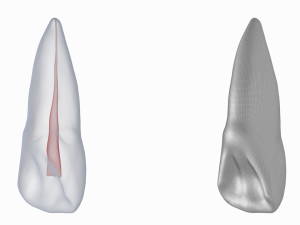Human Upper Left Central Incisor Tooth With Pulp Cavity 3D Модель