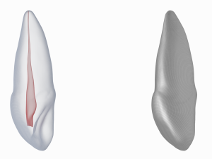 Human Upper Left Central Incisor Tooth With Pulp Cavity 3D Модель