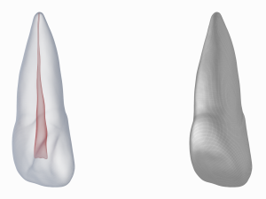 Human Upper Left Central Incisor Tooth With Pulp Cavity 3D Модель