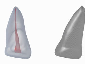 Human Upper Left Central Incisor Tooth With Pulp Cavity 3D Модель