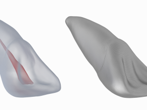 Human Upper Left Central Incisor Tooth With Pulp Cavity 3D Модель