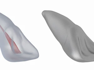 Dente incisivo centrale superiore sinistro umano con cavit&agrave; pulpare Modello 3D