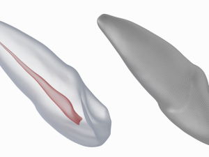 Human Upper Left Central Incisor Tooth With Pulp Cavity 3D Модель