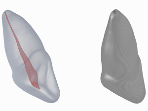 Human Upper Left Central Incisor Tooth With Pulp Cavity 3D Модель