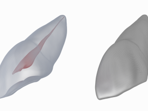 Human Upper Left Central Incisor Tooth With Pulp Cavity 3D Модель