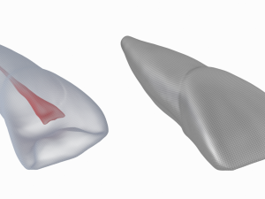 Human Upper Left Central Incisor Tooth With Pulp Cavity 3D Модель