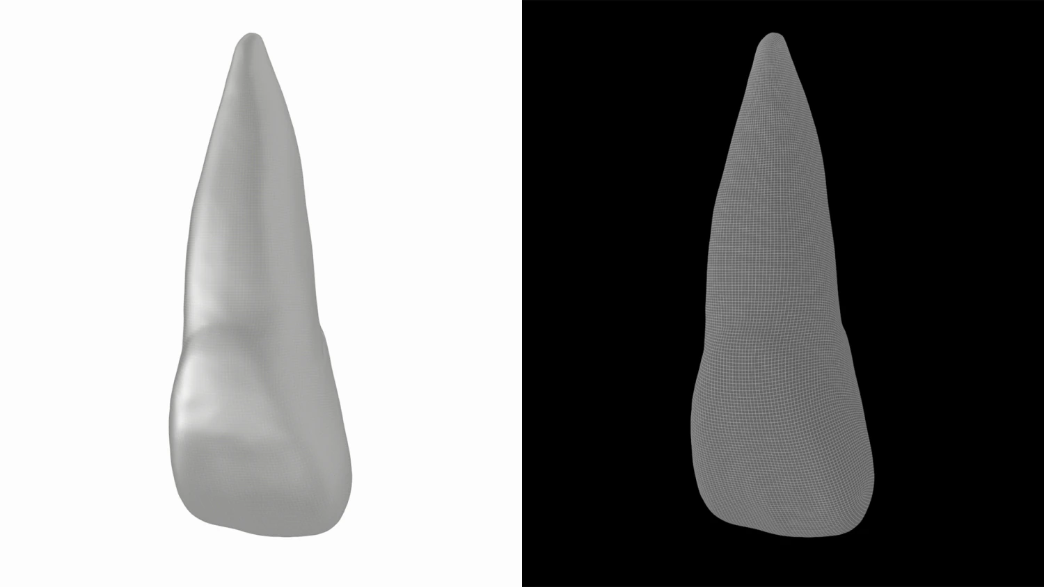 Human Upper Left Central Incisor Tooth 3D Model .c4d .max .obj .3ds .fbx .stl .blend 