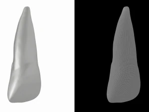 Human Upper Left Central Incisor Tooth 3D Model