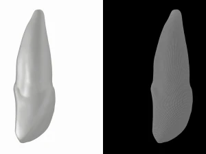Human Upper Left Central Incisor Tooth 3D Model