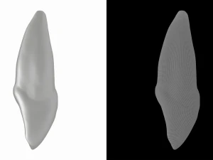 Human Upper Left Central Incisor Tooth 3D Model