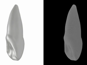 Human Upper Left Central Incisor Tooth 3D Model