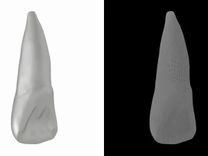 Human Upper Left Central Incisor Tooth 3D Model