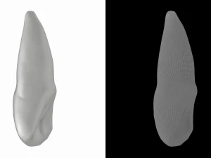 Human Upper Left Central Incisor Tooth 3D Model