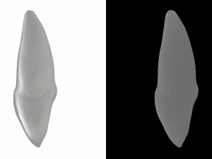 Human Upper Left Central Incisor Tooth 3D Model