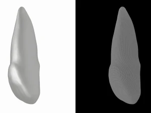 Human Upper Left Central Incisor Tooth 3D Model