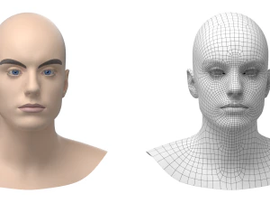 Natural Male Head 03 Base Mesh 3D Model