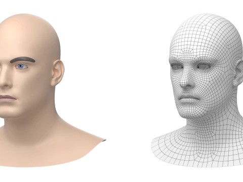 Natural Male Head 01 Base Mesh 3D Model