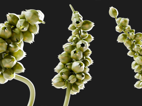 Fictional Plant 3D Модель