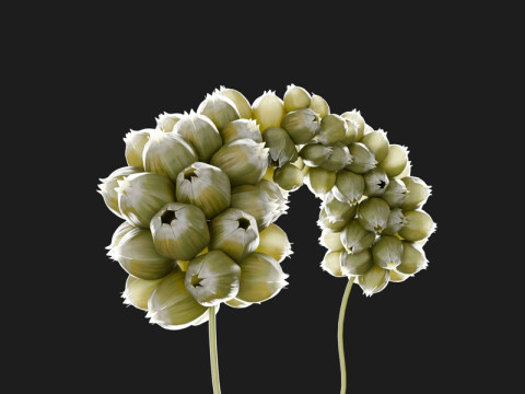 Fictional Plant 3D Модель