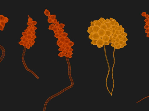 Fictional Plant 3D Модель