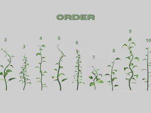 Plants Collection 01 Fairy 3D Model