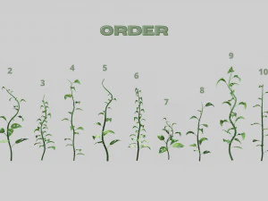 Plants Collection 01 Fairy 3D Model