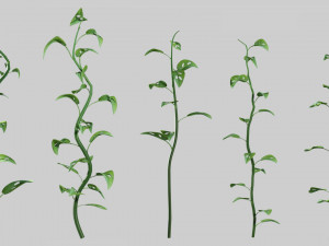 Plants Collection 01 Fairy 3D Model