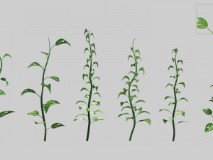 Plants Collection 01 Fairy 3D Model