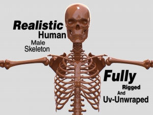 Realistic Human Male Skeleton 3D Model