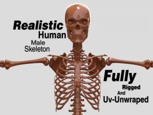 Realistyczny ludzki męski szkielet Model 3D