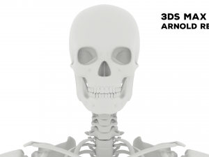 Realistic Human Skeleton 3D Model