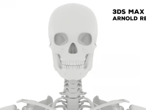 Realistic Human Male Skeleton 3D Model
