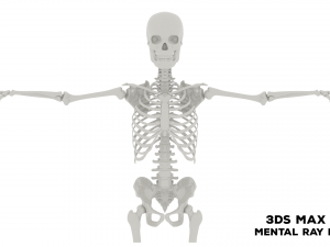 Realistic Human Male Skeleton 3D मॉडल