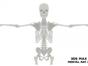 Realistic Human Male Skeleton 3D Model