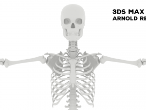 Realistic Human Male Skeleton 3D मॉडल