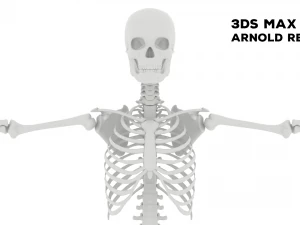 Realistic Human Male Skeleton 3D Model