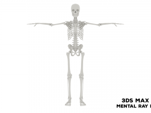 Realistic Human Male Skeleton 3D मॉडल