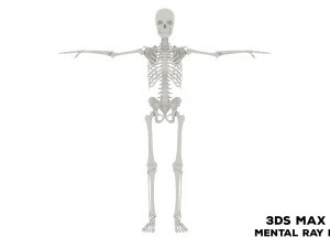 Realistic Human Male Skeleton 3D Model